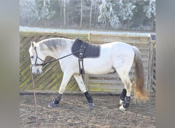 PRE Mix, Wallach, 18 Jahre, 163 cm, Schimmel