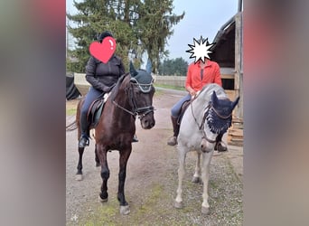 PRE Mix, Wallach, 18 Jahre, 163 cm, Schimmel