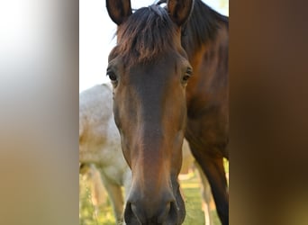 PRE, Wallach, 18 Jahre, 165 cm, Brauner