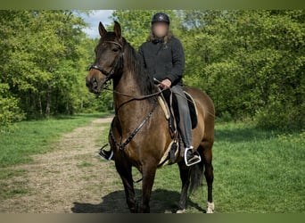 PRE, Wallach, 18 Jahre, 165 cm, Brauner