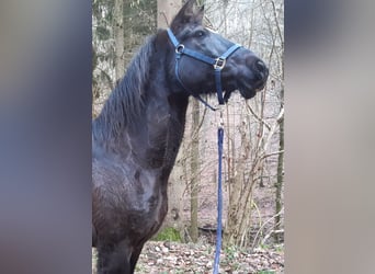 PRE Mix, Wallach, 19 Jahre, 160 cm, Rappe