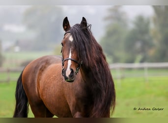 PRE Mix, Wallach, 19 Jahre, 164 cm, Brauner