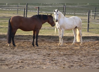 PRE, Wallach, 19 Jahre, 165 cm, Schimmel