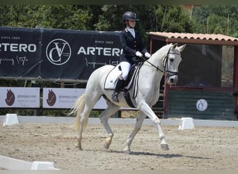 PRE, Wallach, 19 Jahre, 165 cm, Schimmel