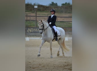 PRE, Wallach, 19 Jahre, 165 cm, Schimmel