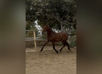 PRE Mix, Wallach, 1 Jahr, 148 cm, Brauner
