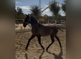 PRE Mix, Wallach, 1 Jahr, 148 cm, Brauner