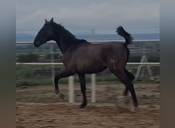 PRE, Wallach, 1 Jahr, 150 cm, Schimmel