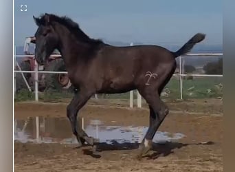 PRE, Wallach, 1 Jahr, 150 cm, Schimmel