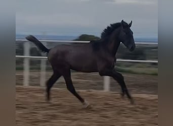 PRE, Wallach, 1 Jahr, 150 cm, Schimmel