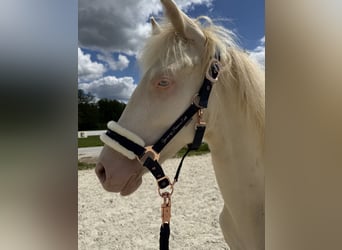PRE Mix, Wallach, 1 Jahr, 159 cm, Cremello