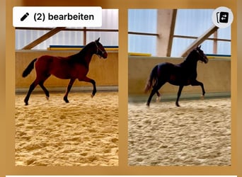 PRE Mix, Wallach, 1 Jahr, 160 cm, Brauner