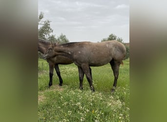 PRE, Wallach, 1 Jahr, Schimmel