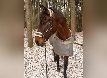 PRE Mix, Wallach, 20 Jahre, 165 cm, Brauner