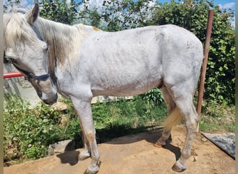 PRE Mix, Wallach, 21 Jahre, 159 cm, Schimmel
