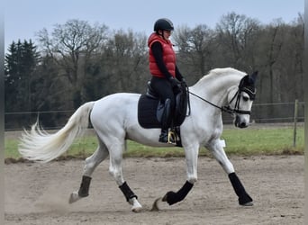 PRE, Wallach, 22 Jahre, 160 cm, Schimmel