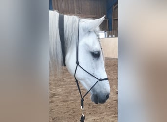 PRE, Wallach, 24 Jahre, 157 cm, Schimmel