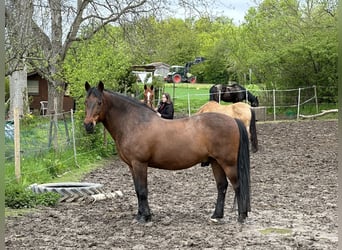 PRE Mix, Wallach, 24 Jahre, Brauner