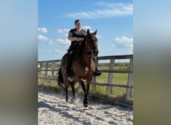 PRE Mix, Wallach, 24 Jahre, Brauner