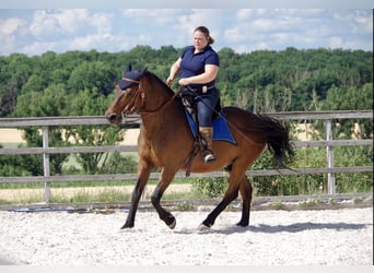 PRE Mix, Wallach, 24 Jahre, Brauner