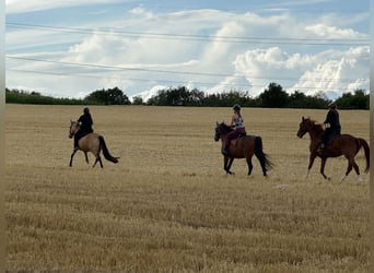 PRE Mix, Wallach, 24 Jahre, Brauner