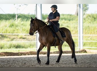 PRE Mix, Wallach, 24 Jahre, Brauner