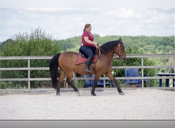 PRE Mix, Wallach, 24 Jahre, Brauner