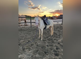 PRE Mix, Wallach, 2 Jahre, 144 cm, Palomino