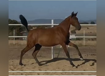 PRE, Wallach, 2 Jahre, 153 cm, Hellbrauner