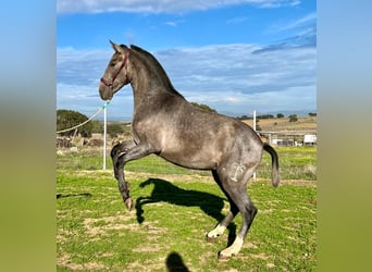 PRE Mix, Wallach, 2 Jahre, 153 cm, Schimmel