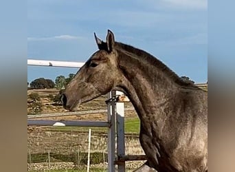 PRE Mix, Wallach, 2 Jahre, 153 cm, Schimmel