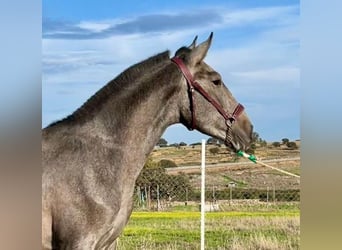 PRE Mix, Wallach, 2 Jahre, 153 cm, Schimmel