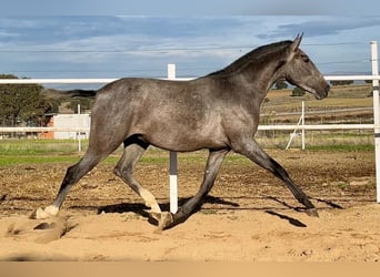 PRE Mix, Wallach, 2 Jahre, 153 cm, Schimmel
