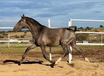 PRE Mix, Wallach, 2 Jahre, 153 cm, Schimmel
