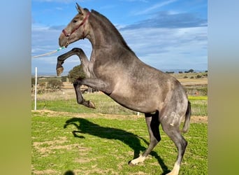 PRE Mix, Wallach, 2 Jahre, 153 cm, Schimmel