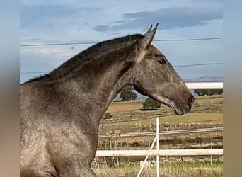 PRE Mix, Wallach, 2 Jahre, 153 cm, Schimmel