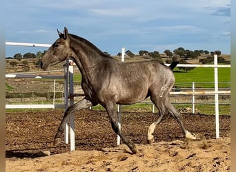 PRE Mix, Wallach, 2 Jahre, 153 cm, Schimmel
