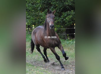 PRE Mix, Wallach, 2 Jahre, 157 cm, Brauner