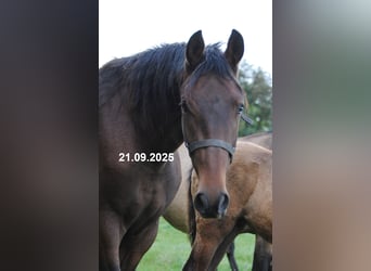 PRE Mix, Wallach, 2 Jahre, 157 cm, Brauner