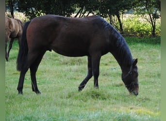 PRE Mix, Wallach, 2 Jahre, 157 cm, Brauner