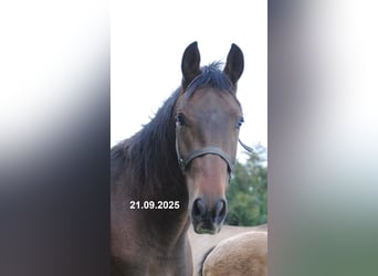 PRE Mix, Wallach, 2 Jahre, 157 cm, Brauner