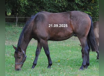 PRE Mix, Wallach, 2 Jahre, 157 cm, Brauner