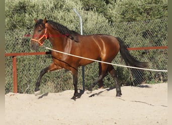 PRE, Wallach, 2 Jahre, 157 cm, Brauner