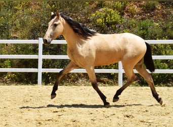 PRE Mix, Wallach, 2 Jahre, 159 cm, Falbe