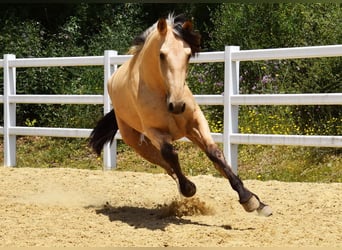 PRE Mix, Wallach, 2 Jahre, 159 cm, Falbe