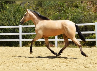 PRE Mix, Wallach, 2 Jahre, 159 cm, Falbe