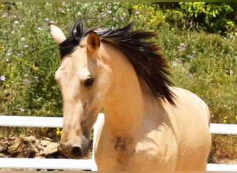 PRE Mix, Wallach, 2 Jahre, 159 cm, Falbe