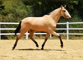 PRE Mix, Wallach, 2 Jahre, 159 cm, Falbe