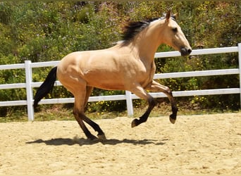 PRE Mix, Wallach, 2 Jahre, 159 cm, Falbe