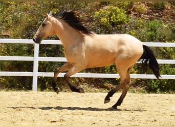 PRE Mix, Wallach, 2 Jahre, 159 cm, Falbe